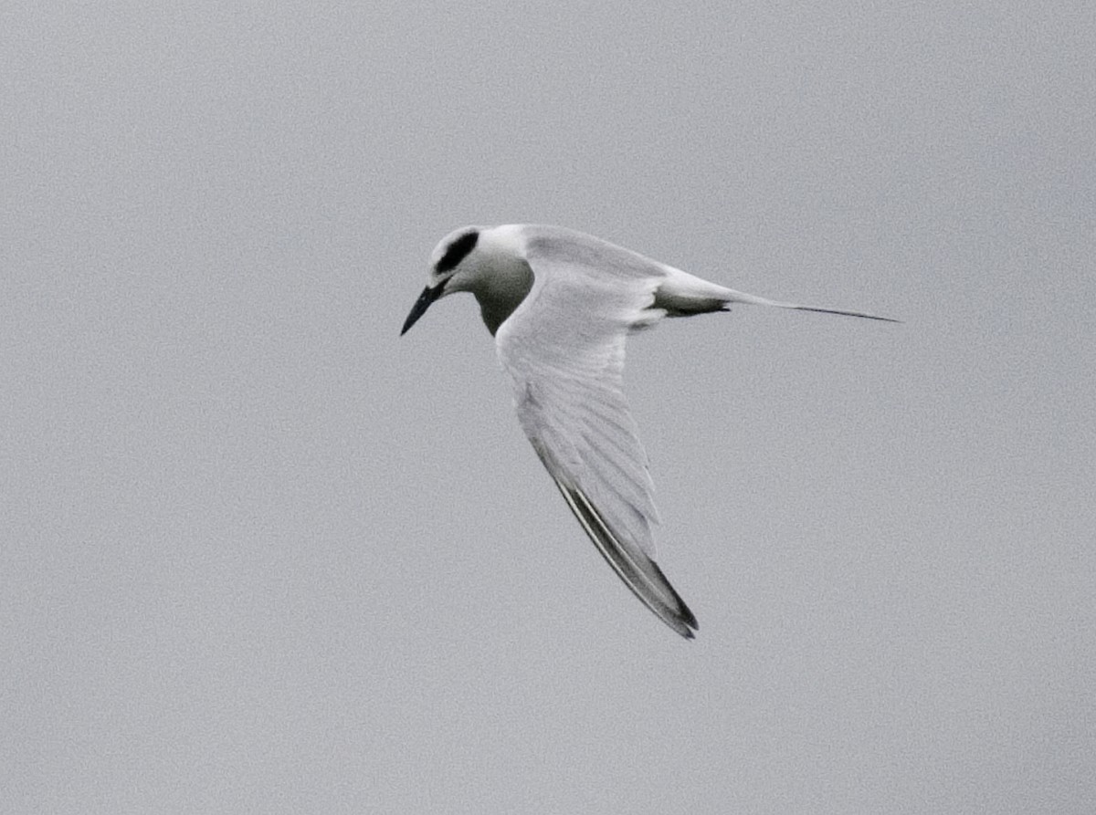 Forster's Tern - Robert Snyder