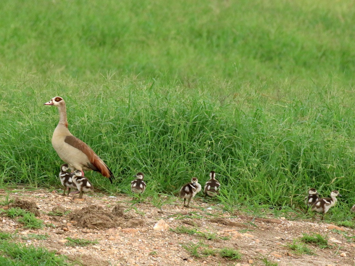 Egyptian Goose - David Lambeth