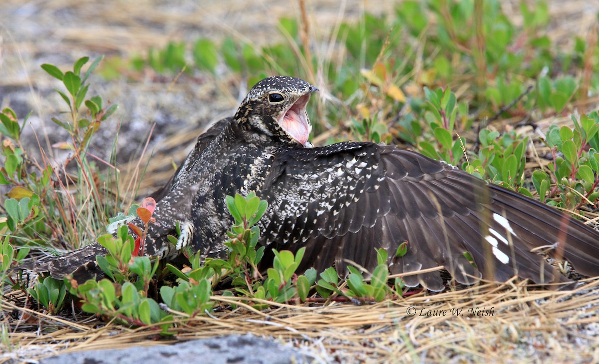 Common Nighthawk - ML198131591