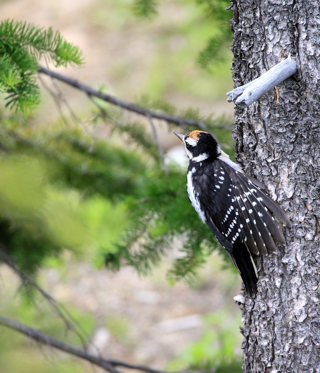 Hairy Woodpecker - ML198132021
