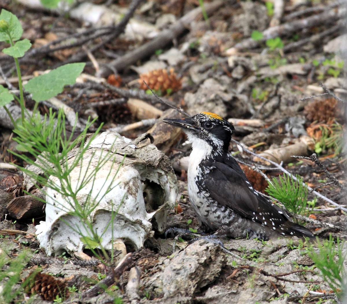 American Three-toed Woodpecker - ML198132401