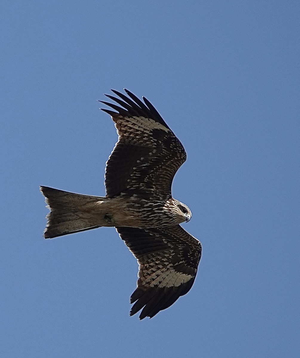 Black Kite - ML198133791