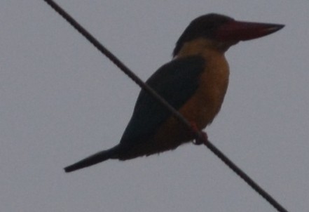 Stork-billed Kingfisher - ML198134251