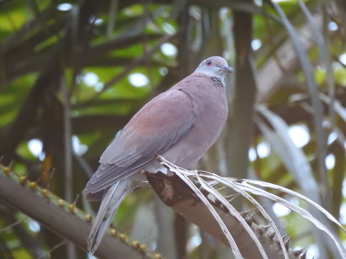 Pale-vented Pigeon - ML198135501