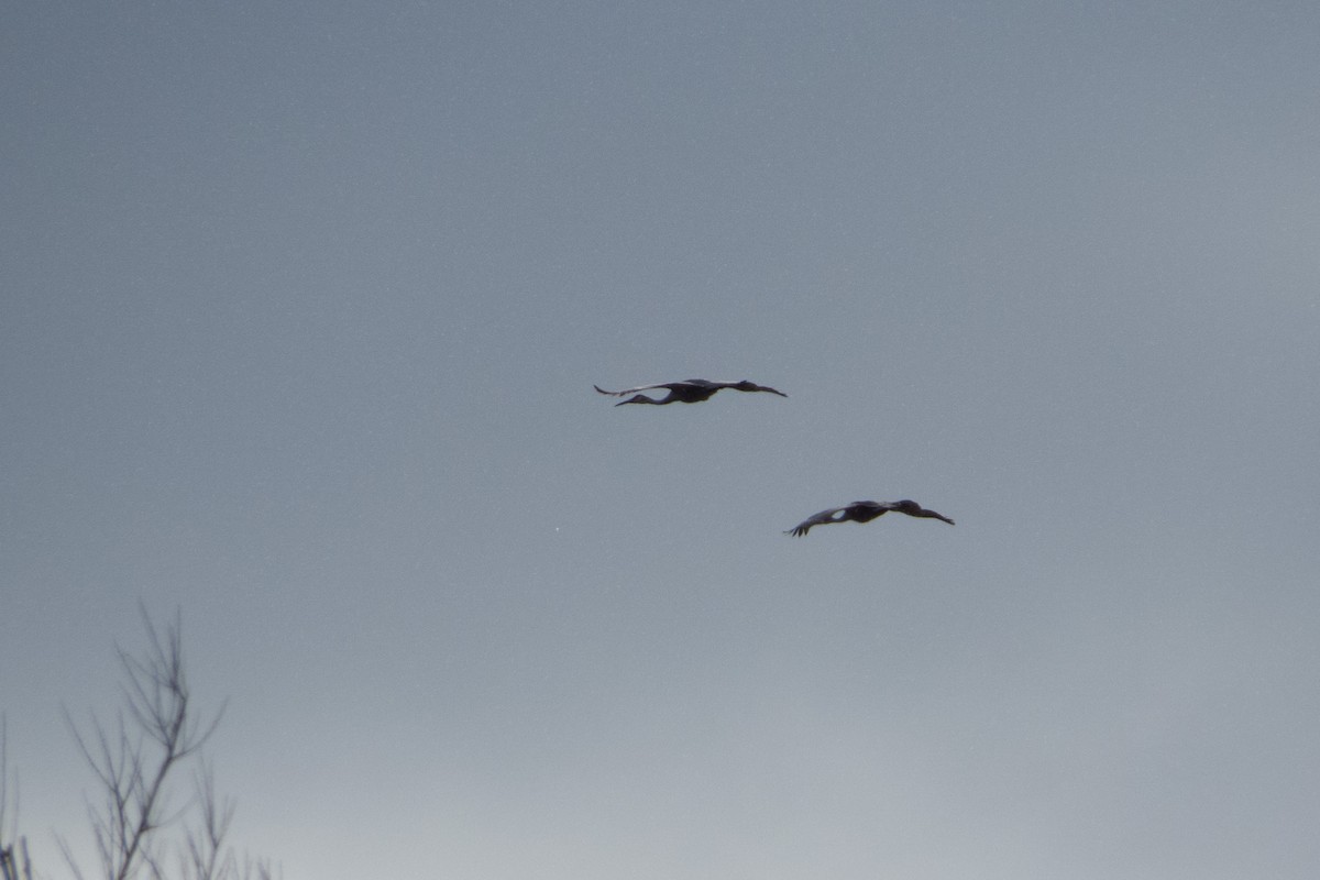 Sandhill Crane - ML198135781