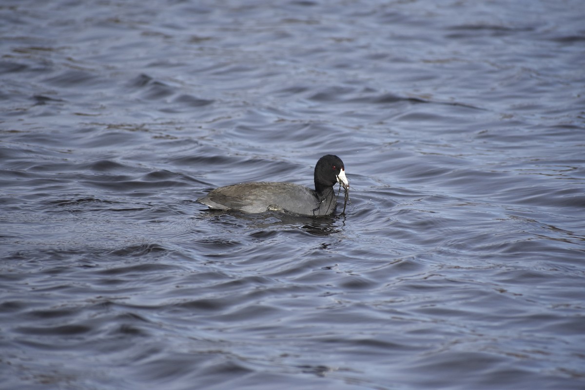 American Coot - Joe Bloss