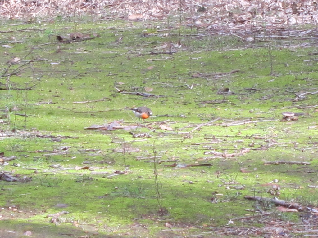 Scarlet Robin (Campbell's) - ML198137121