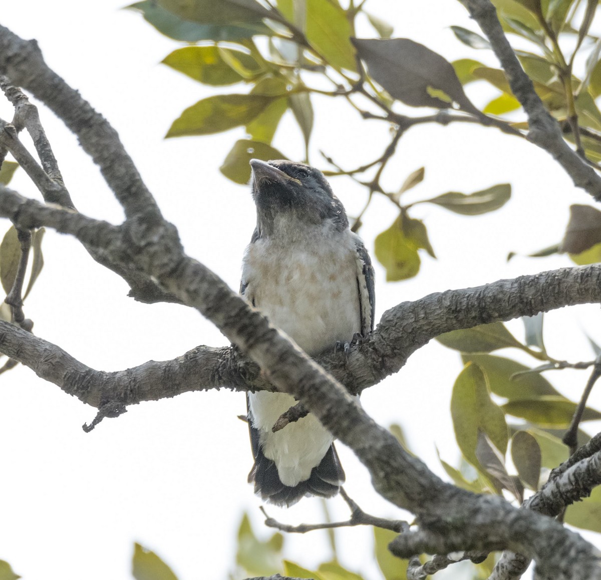 White-breasted Woodswallow - ML198138081