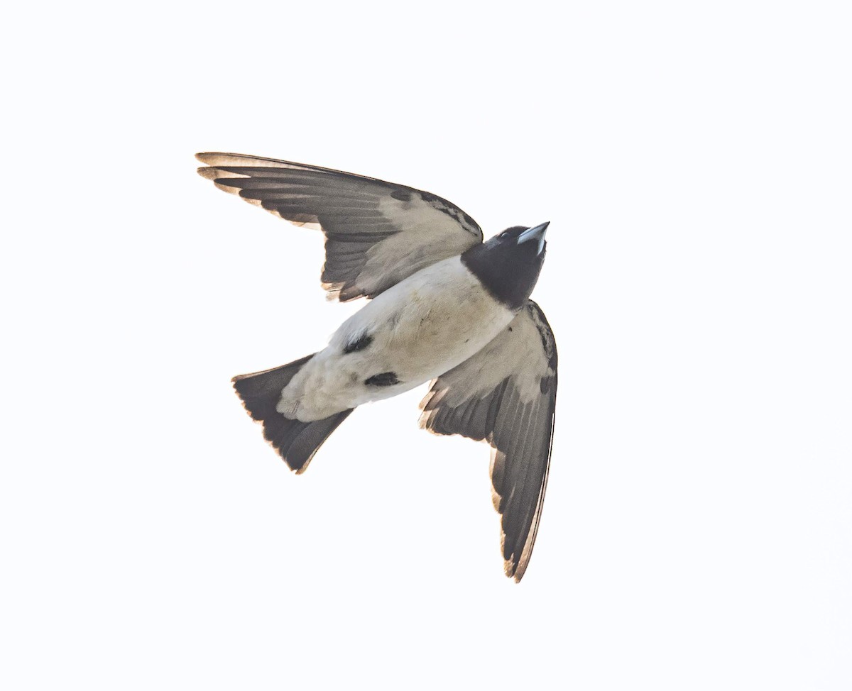 White-breasted Woodswallow - ML198138101
