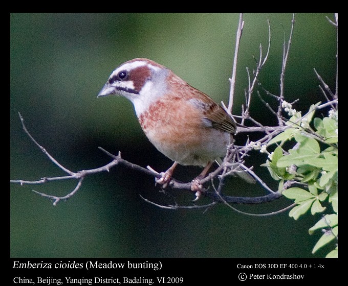 Meadow Bunting - ML198138371