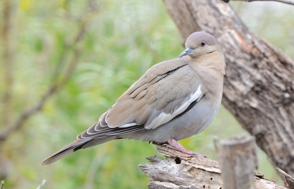 White-winged Dove - ML198138651