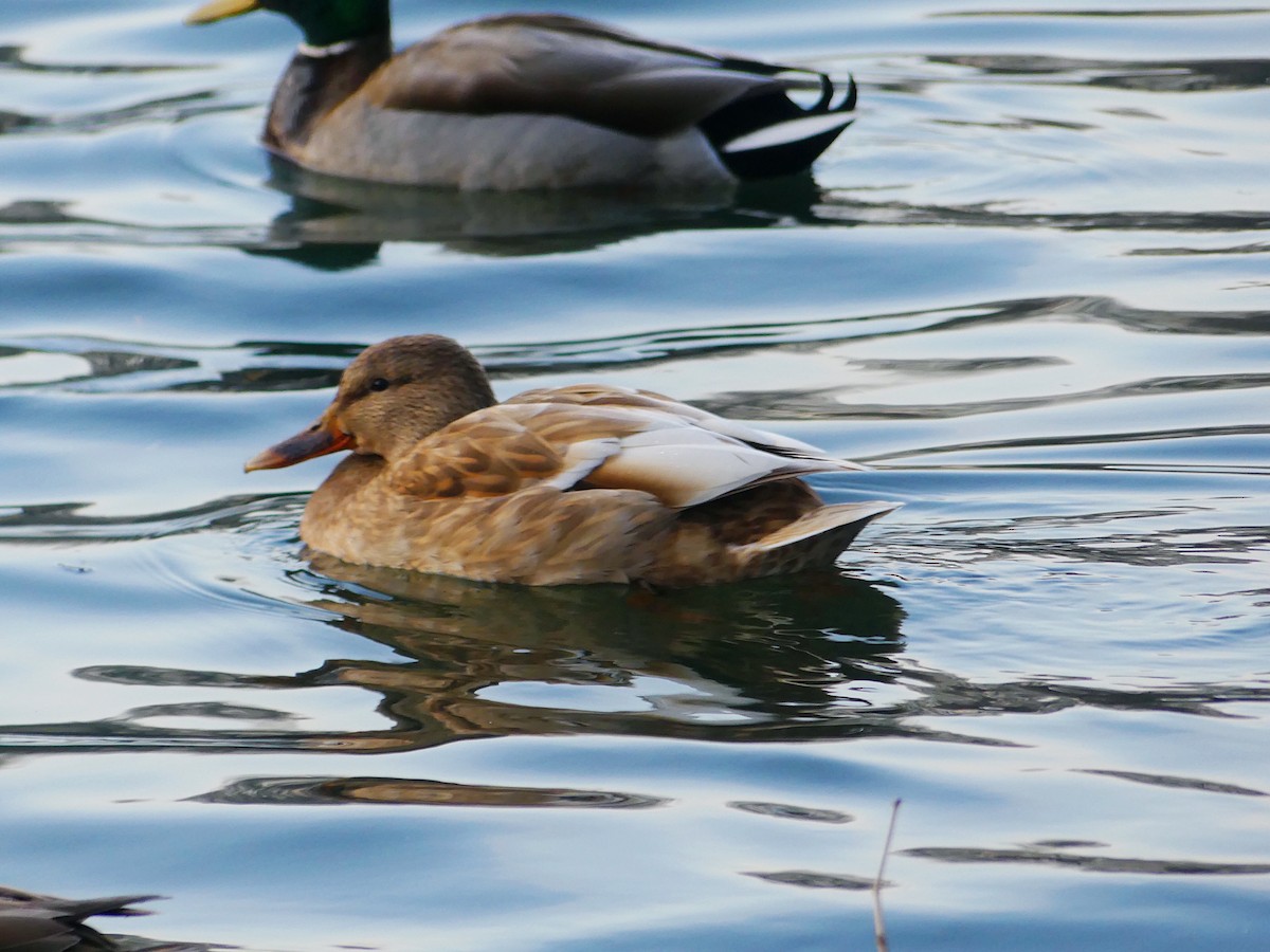 Mallard - ML198138781