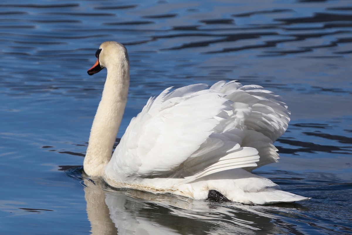 Mute Swan - ML198140361