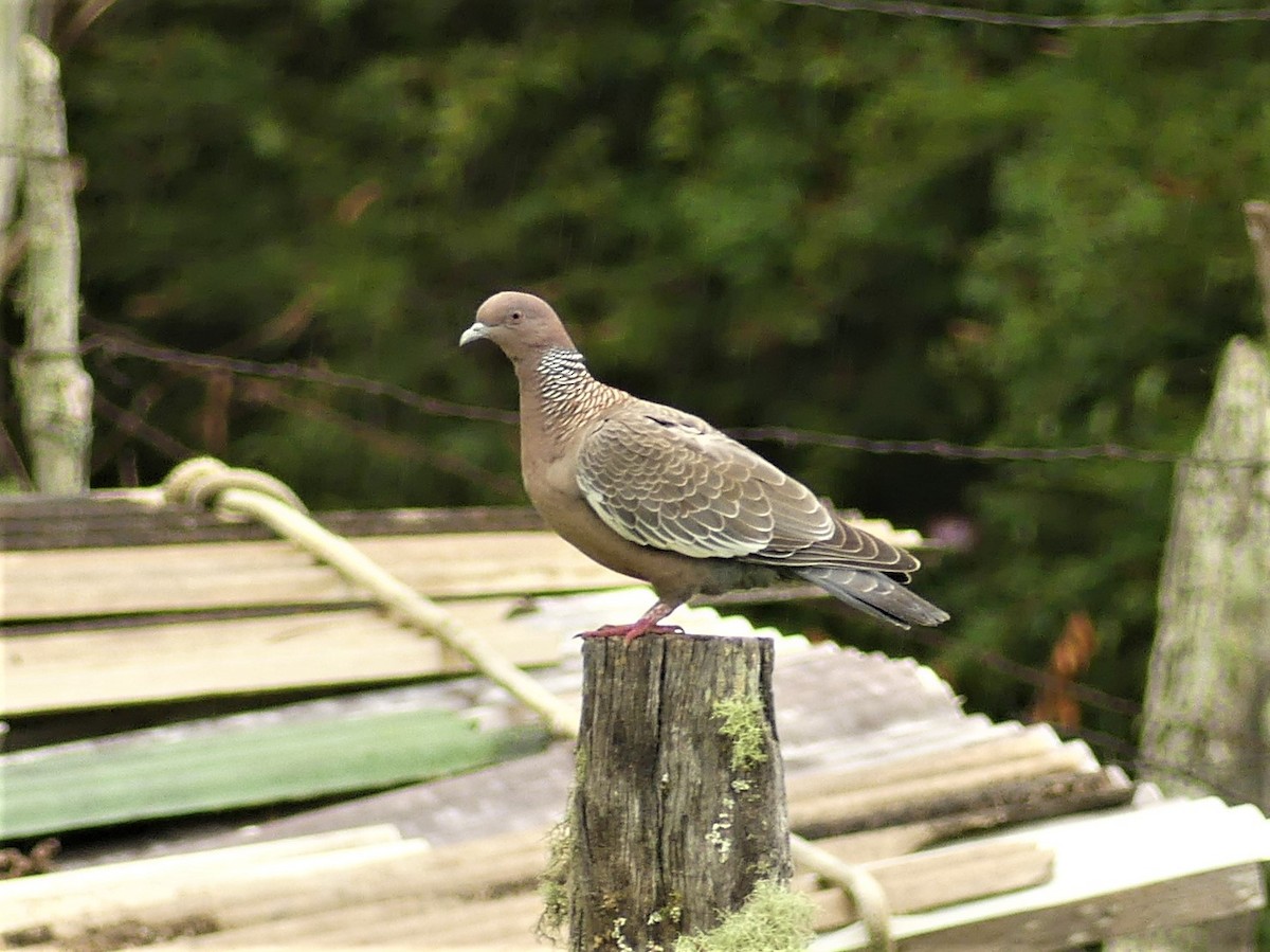 Pigeon picazuro - ML198141851