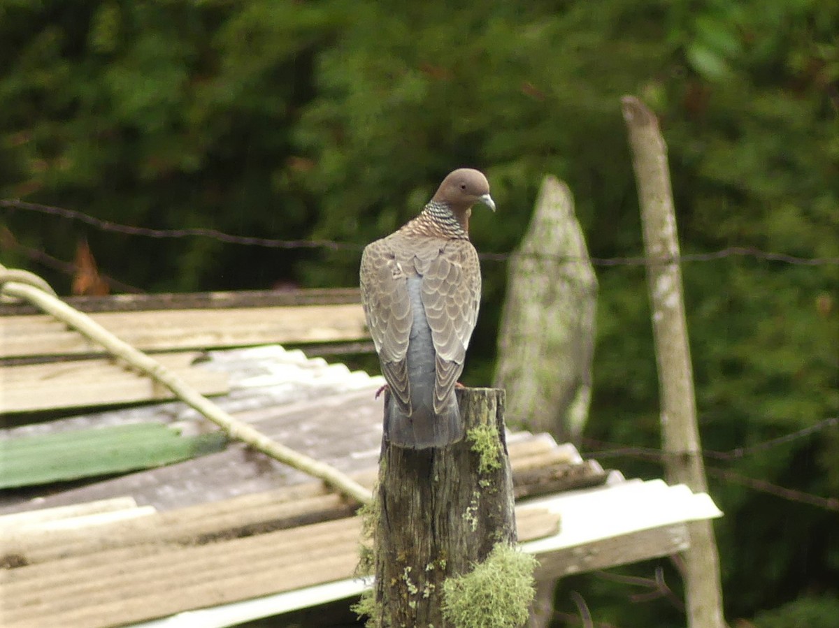 Pigeon picazuro - ML198141861