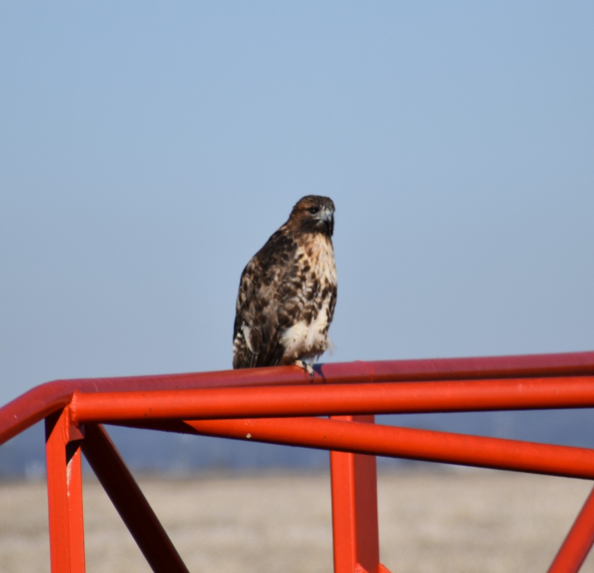 Red-tailed Hawk - ML198142301