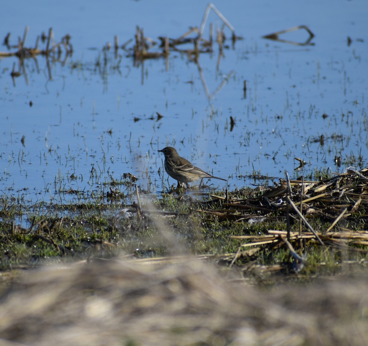 American Pipit - ML198142421