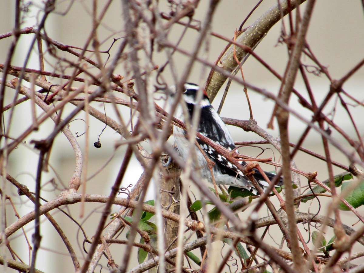 Downy Woodpecker - ML198142451
