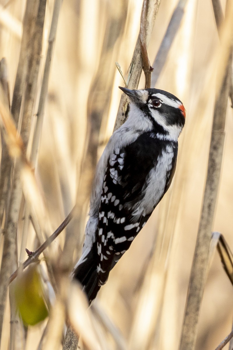 Downy Woodpecker - ML198143591