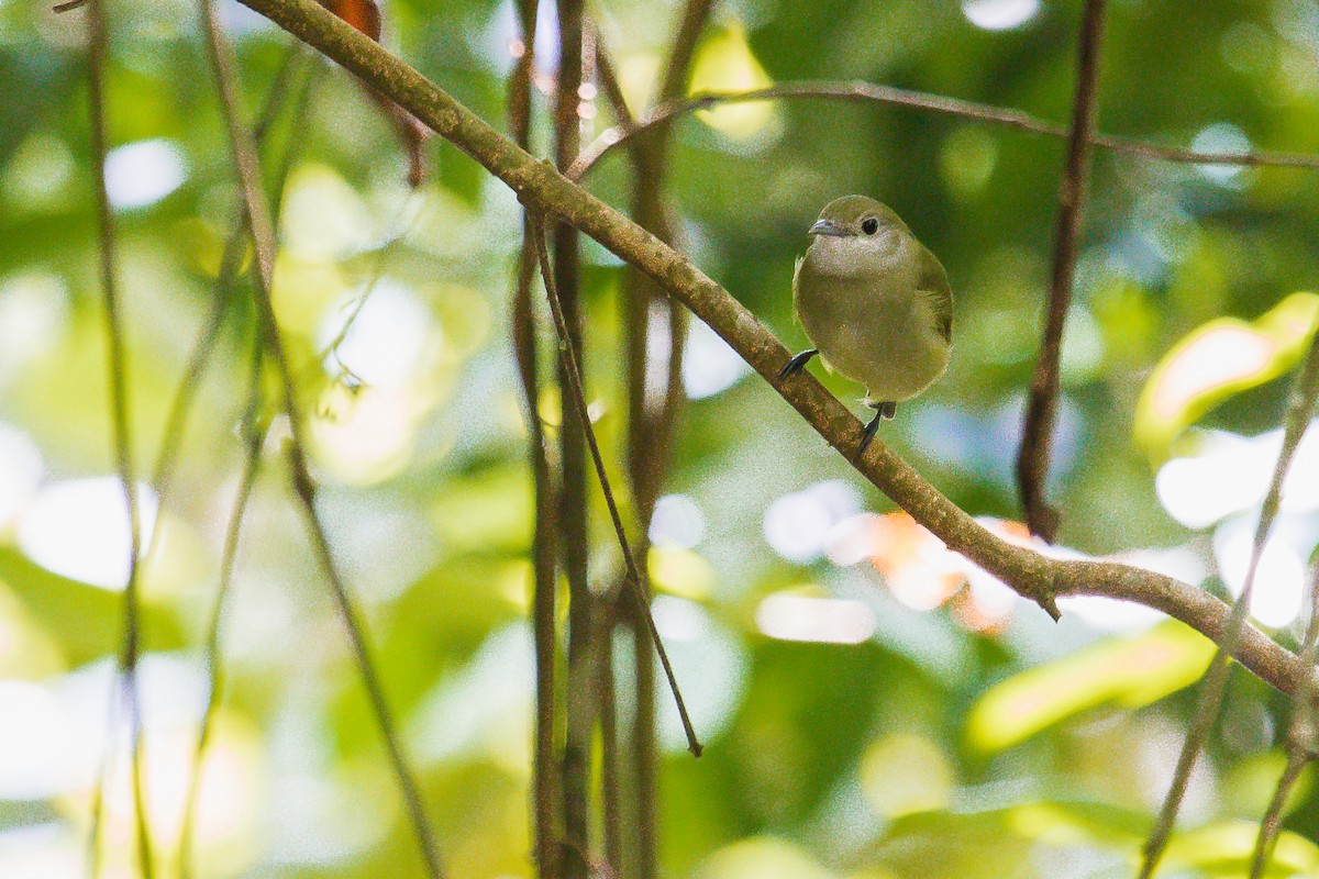 White-bibbed Manakin - ML198145241