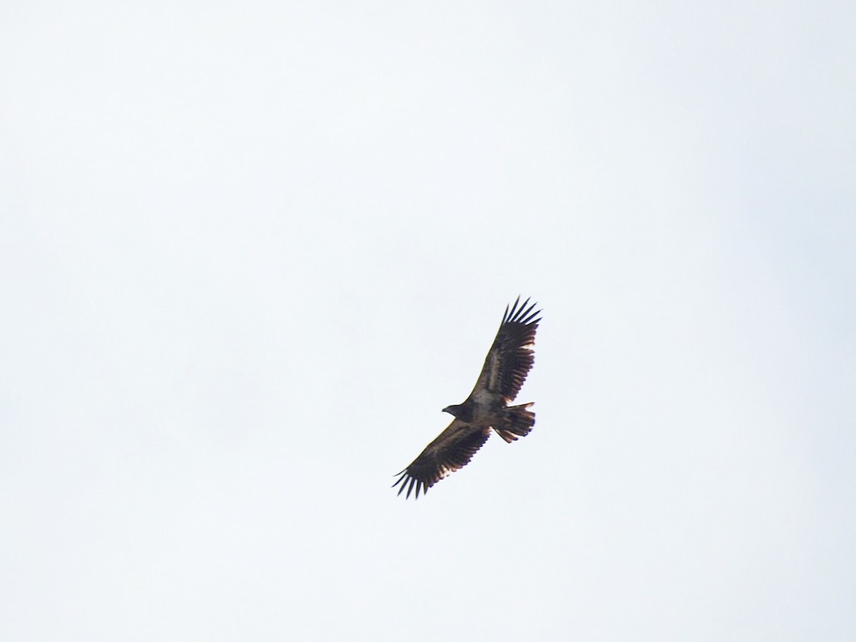 Bald Eagle - ML198146691