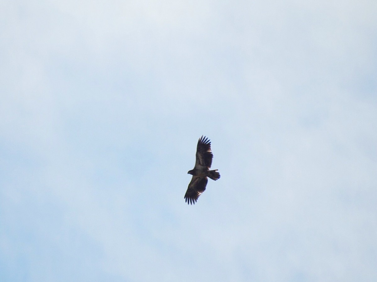 Bald Eagle - Usha Tatini