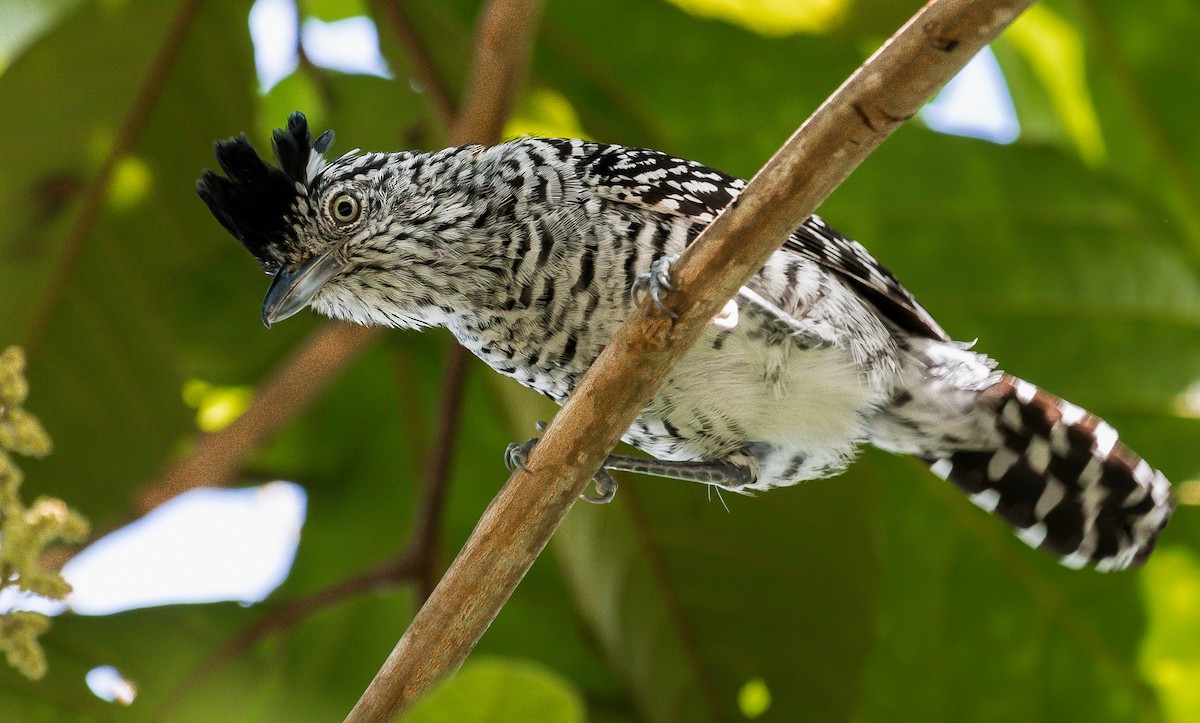 Barred Antshrike - ML198147471