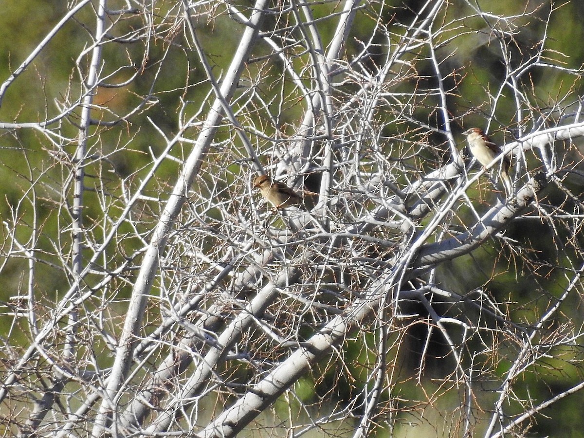 House Sparrow - ML198147721