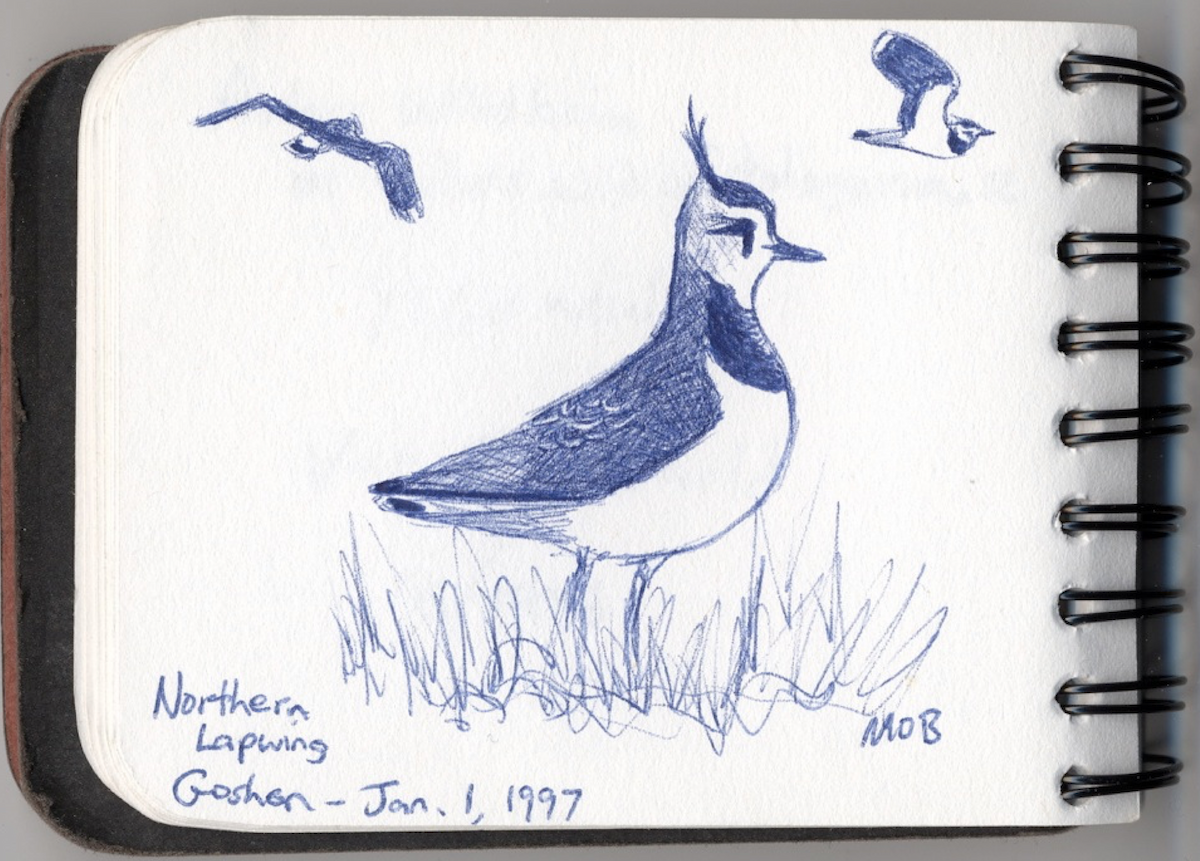 Northern Lapwing - ML198147941