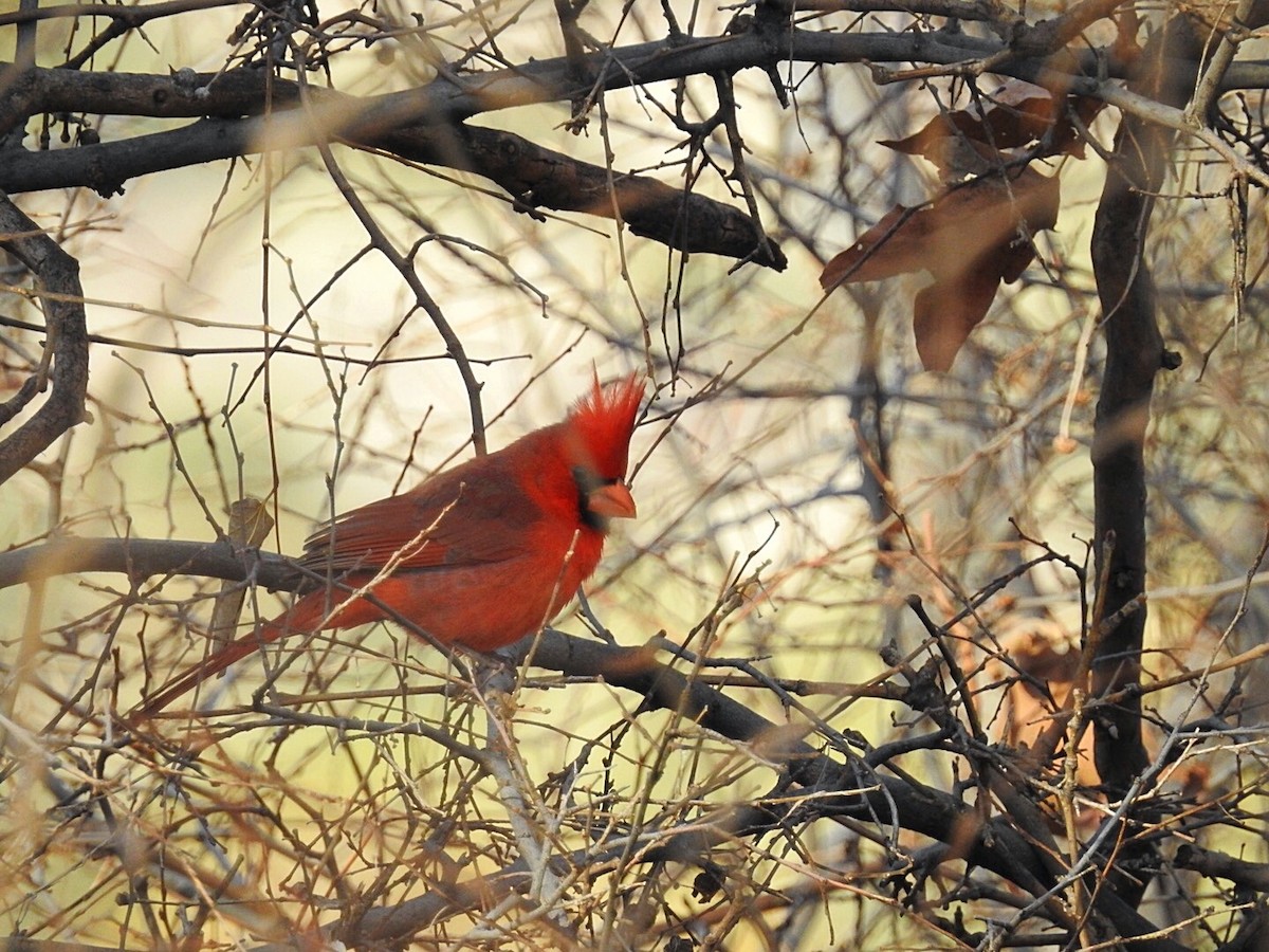 Northern Cardinal - Usha Tatini