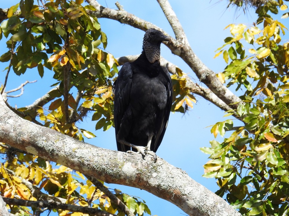 Black Vulture - Fernando Nunes