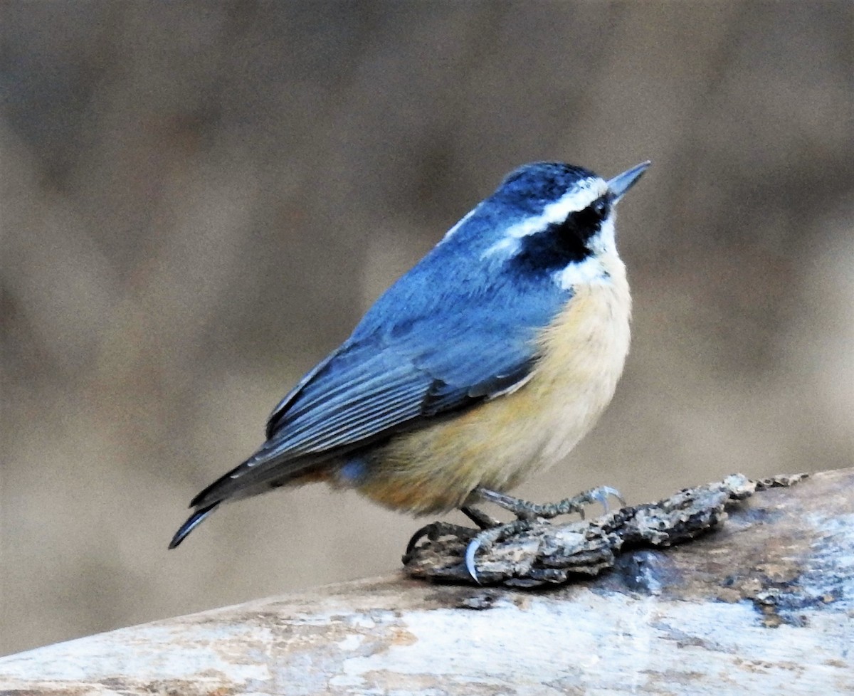 Red-breasted Nuthatch - ML198149431