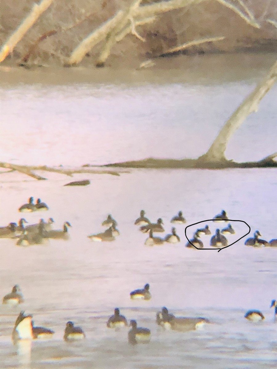 Bernache de Hutchins - ML198153291