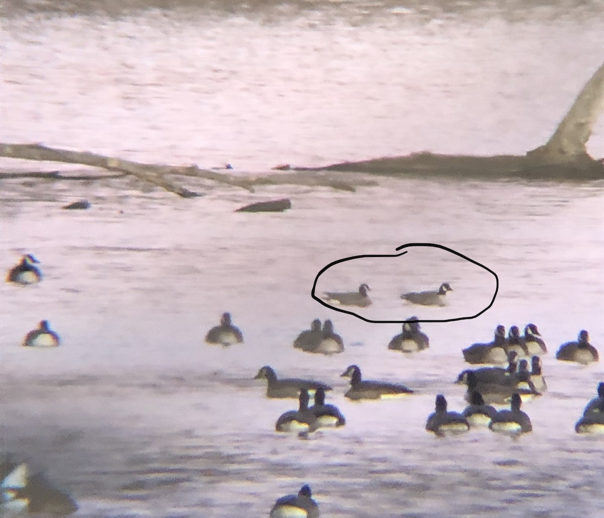 Bernache de Hutchins - ML198153321