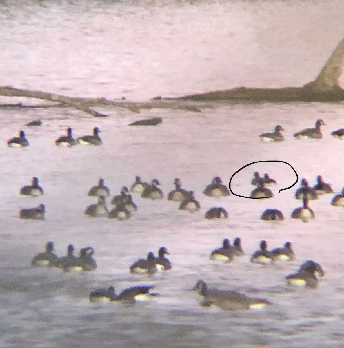 ברנטה גוצית - ML198153331