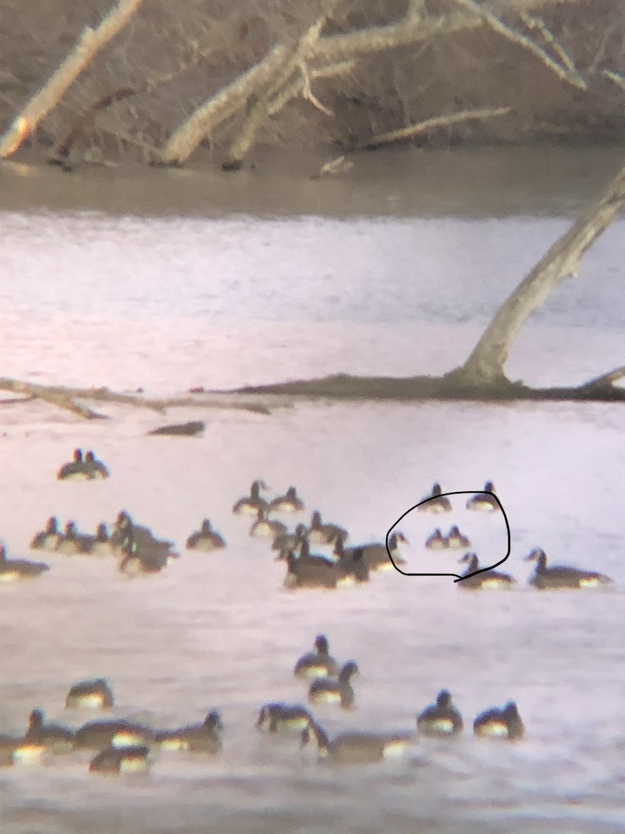 Bernache de Hutchins - ML198153341