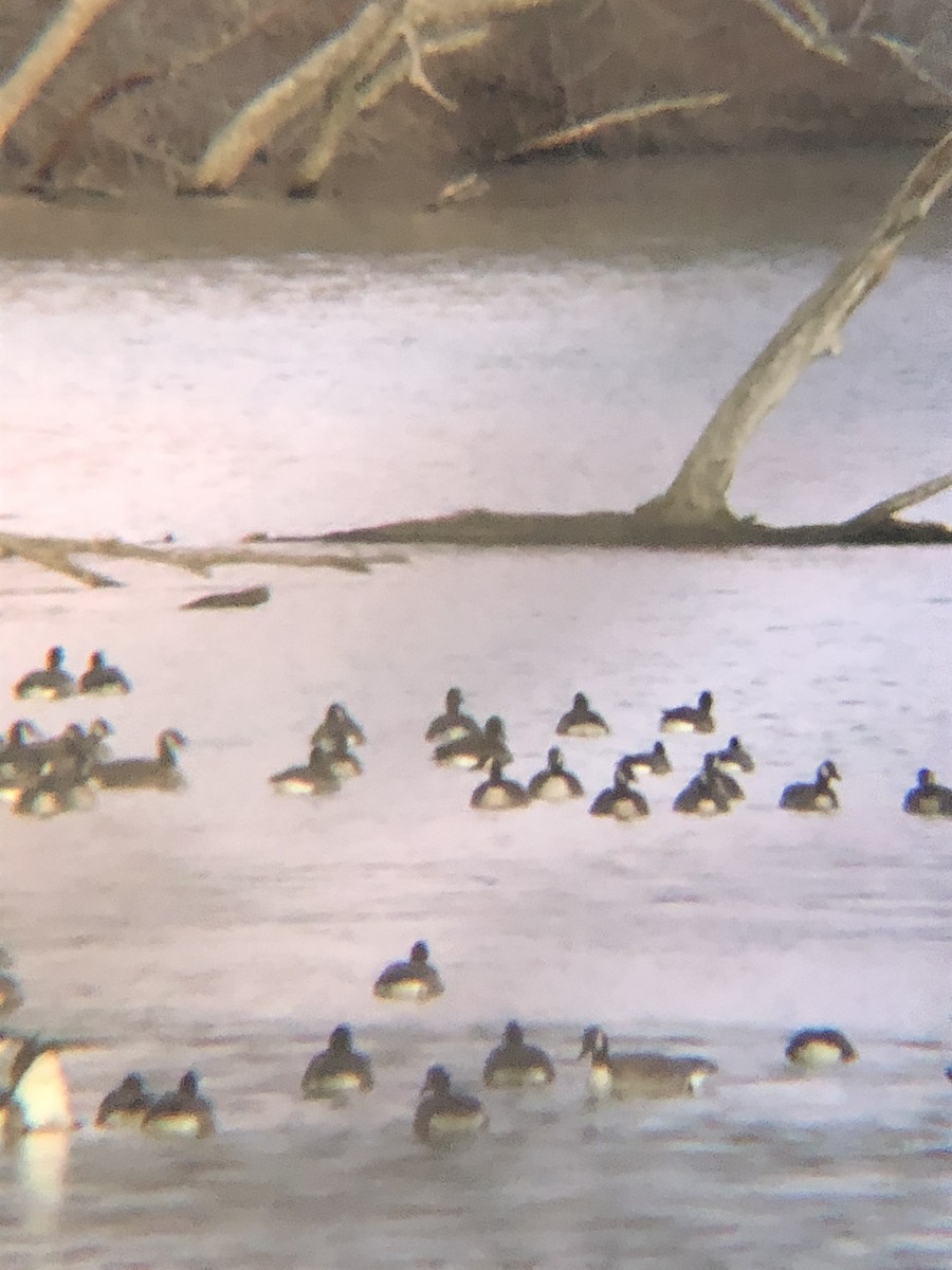 Bernache de Hutchins - ML198153481