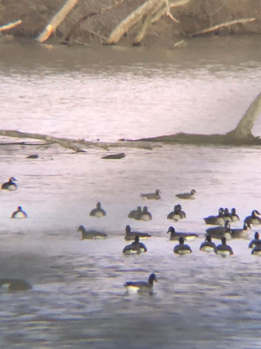 Cackling Goose - ML198153491