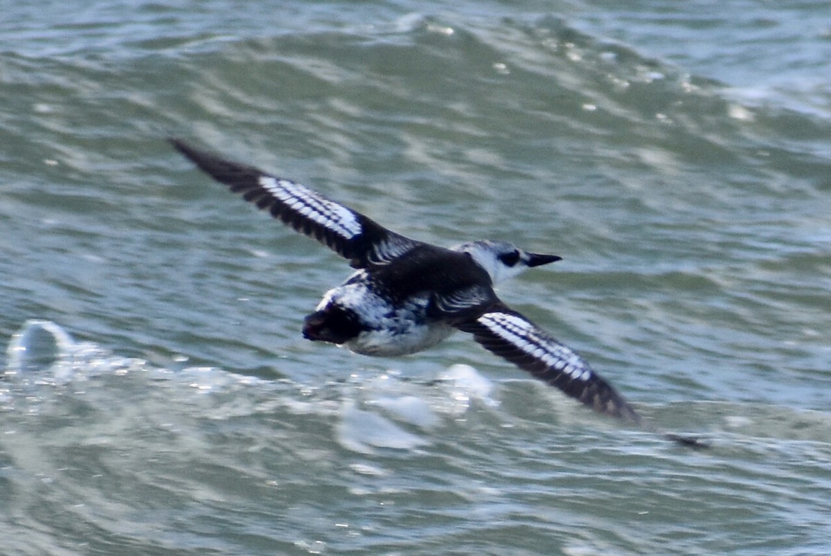 Black Guillemot - Steven Weiss