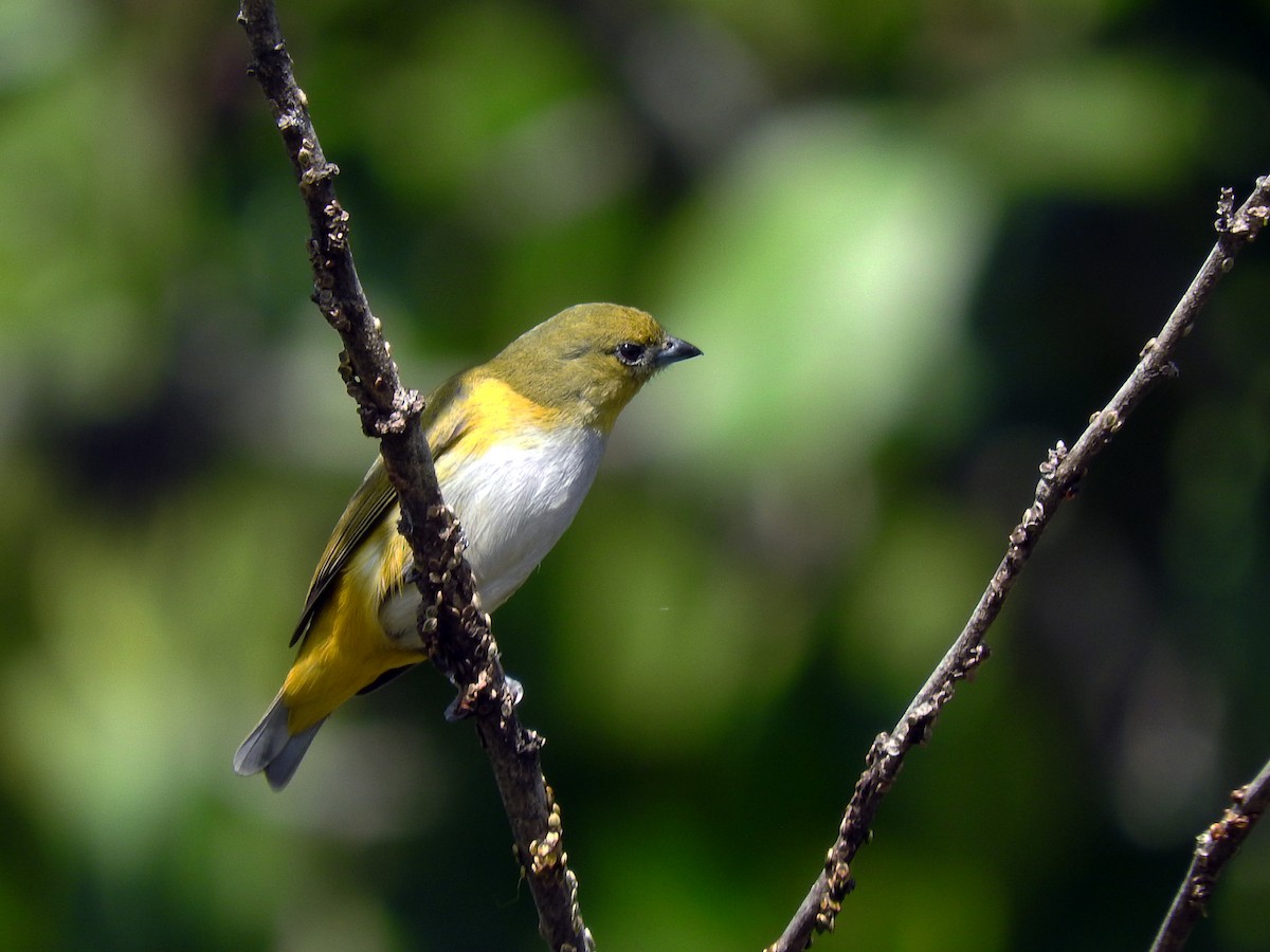 Trinidad Euphonia - Alfredo Rosas