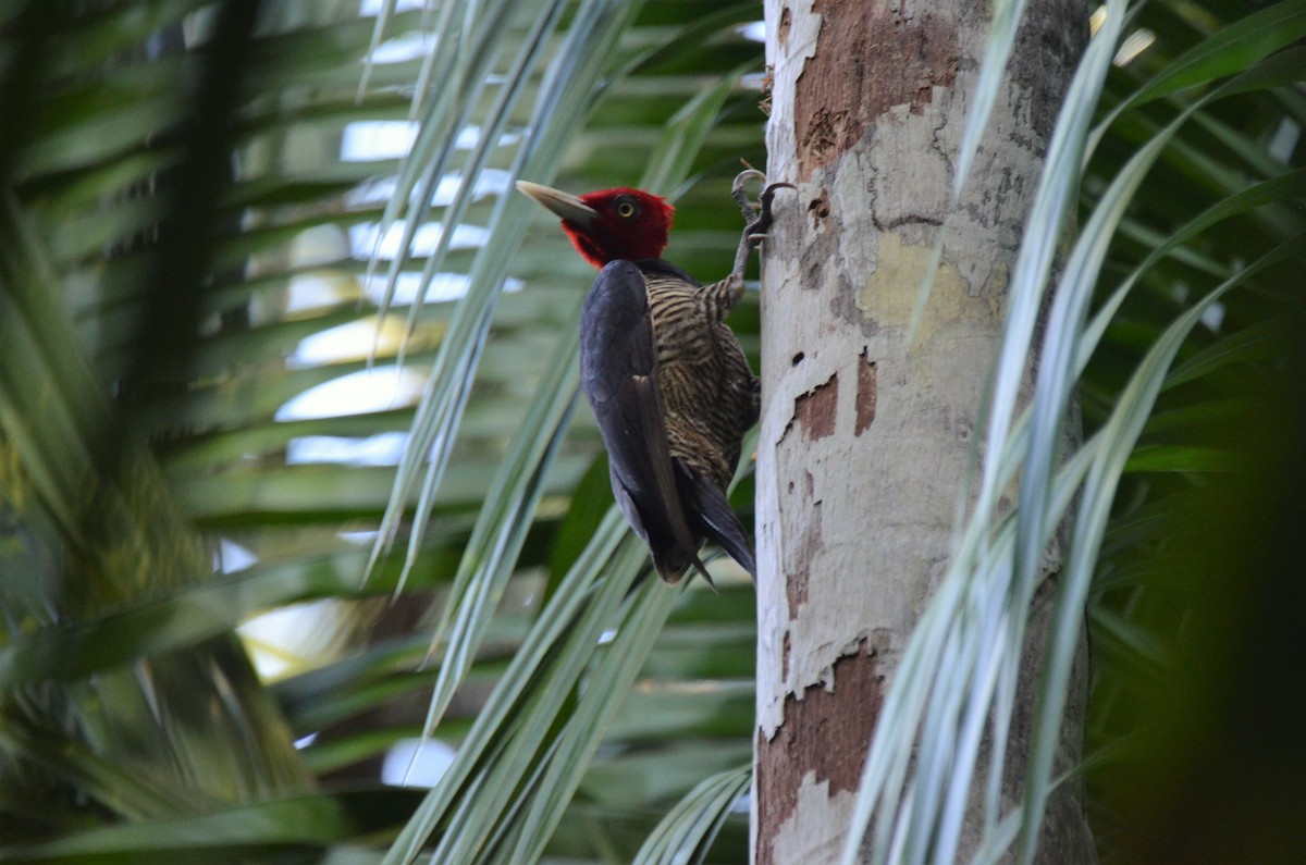 Pale-billed Woodpecker - ML198155371