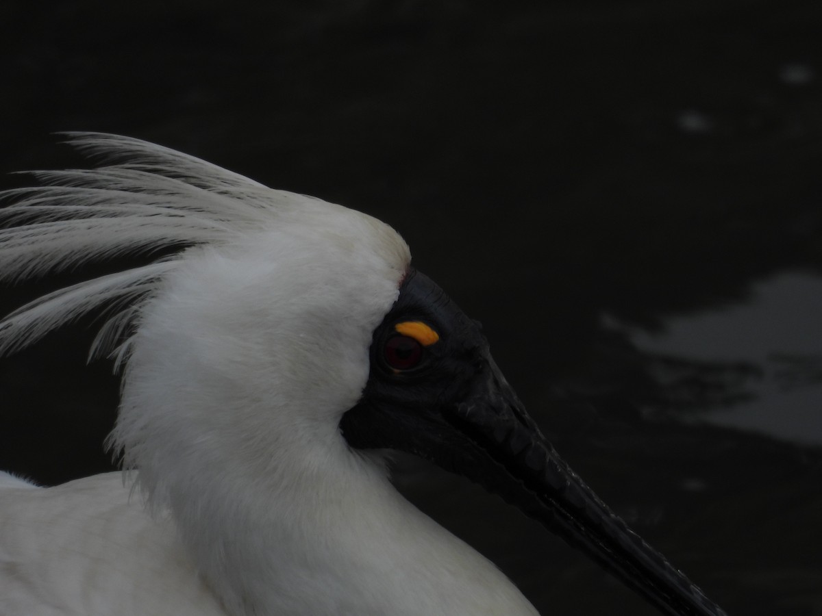 Royal Spoonbill - ML198157351