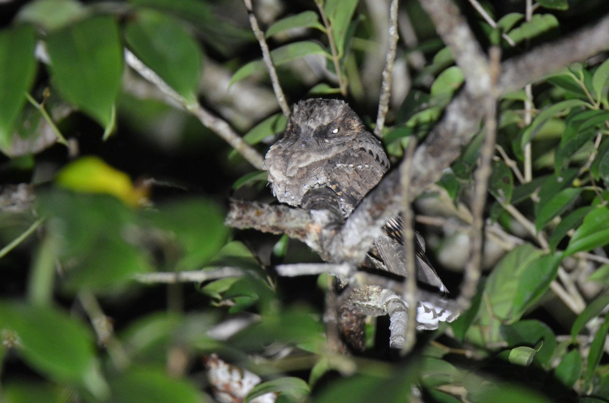 Yucatan Poorwill - Jeff Sexton