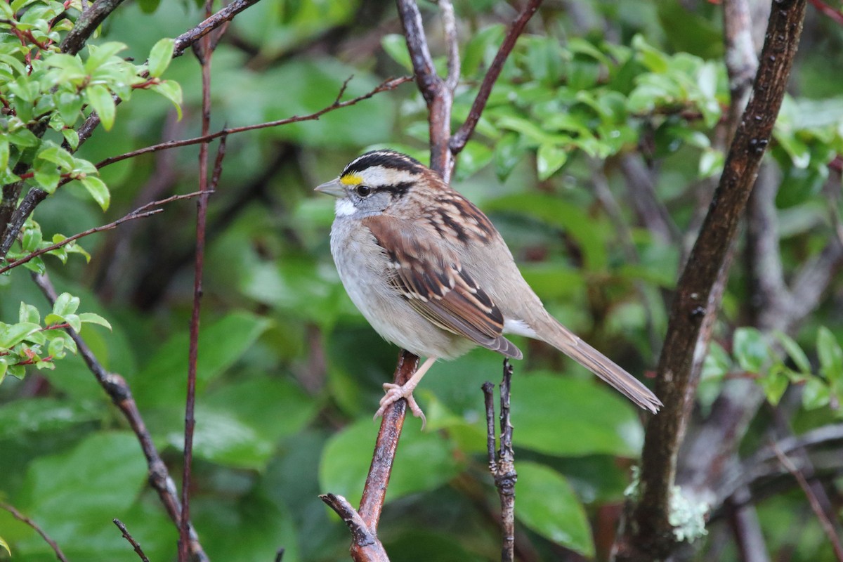 White-throated Sparrow - ML198158941