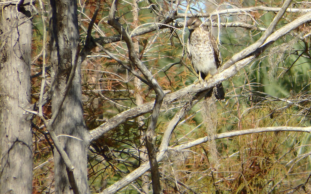 Red-shouldered Hawk - Jim O'Neill