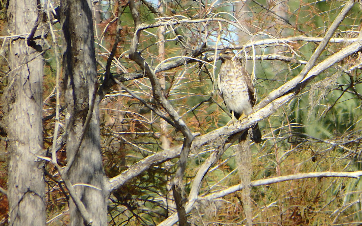 Red-shouldered Hawk - ML198162931