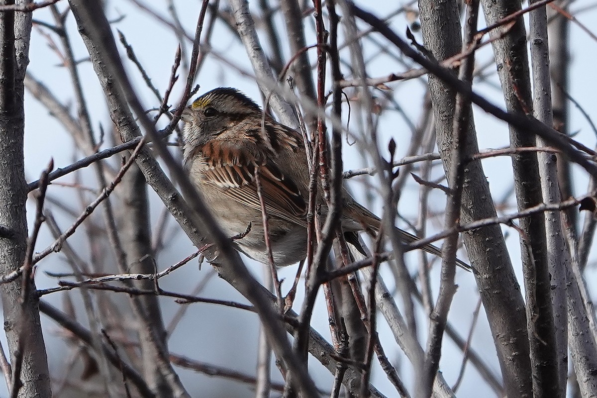 White-throated Sparrow - Evan Thomas