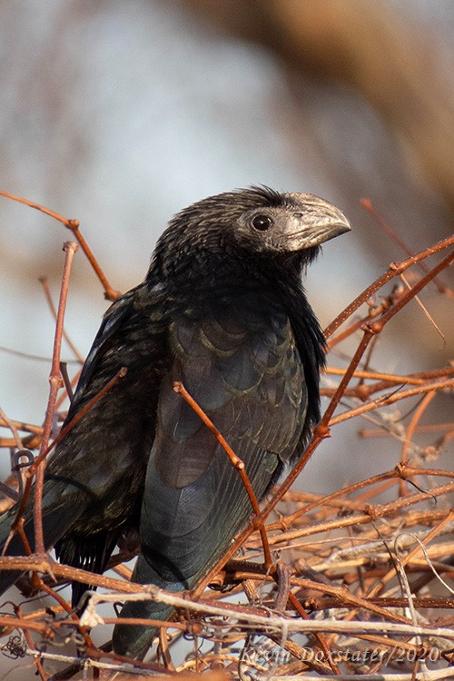 Groove-billed Ani - Kevin Doxstater