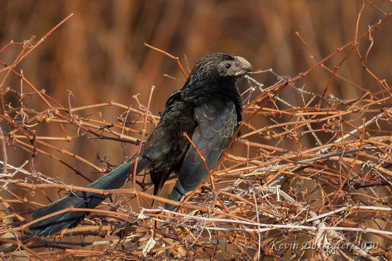 Groove-billed Ani - ML198163051