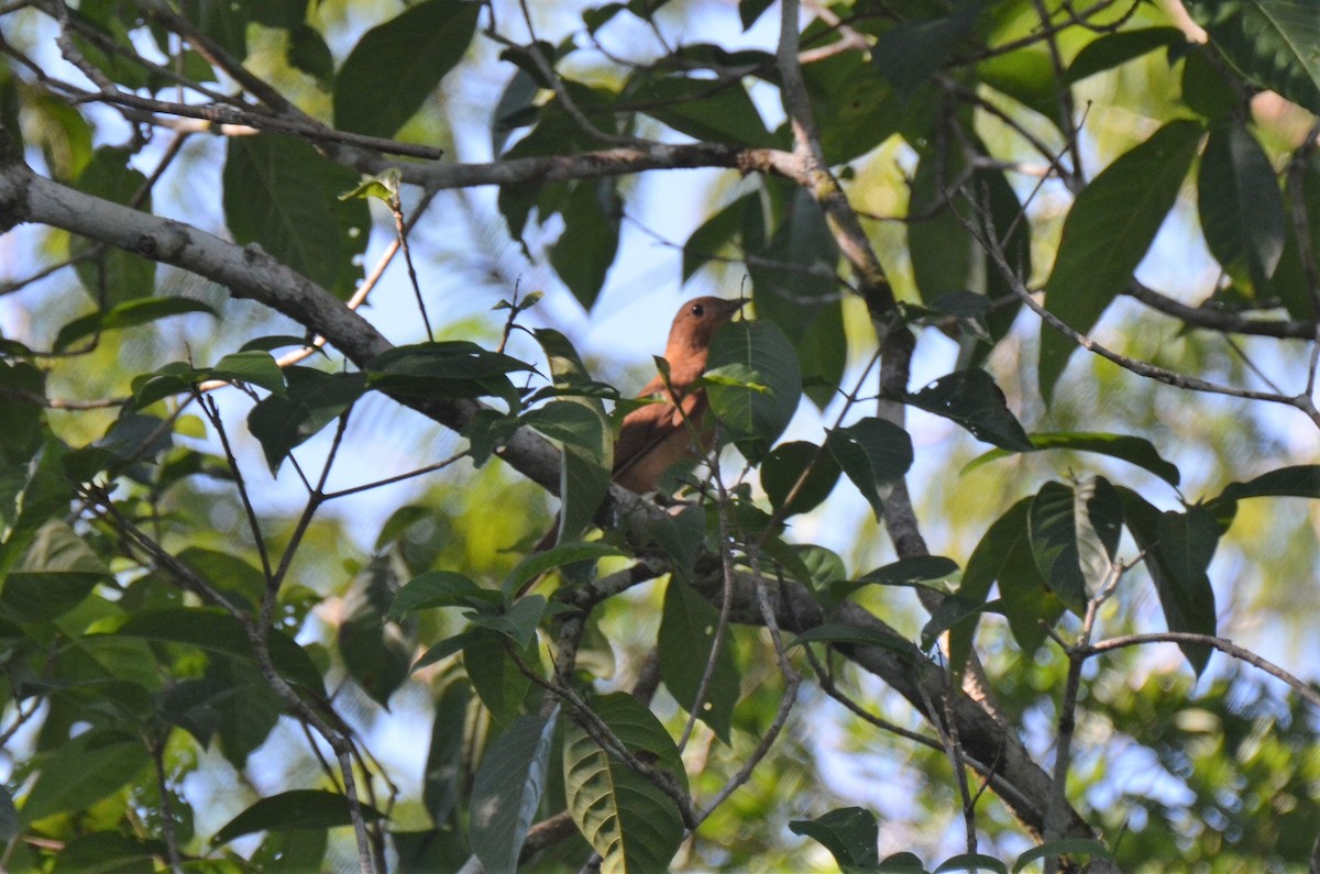 Rufous Piha - ML198163791